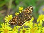 Melitaea cinxia