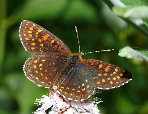 Melitaea diamina