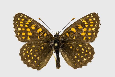 Melitaea diamina