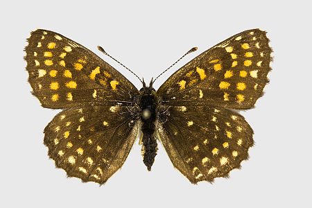 Melitaea diamina