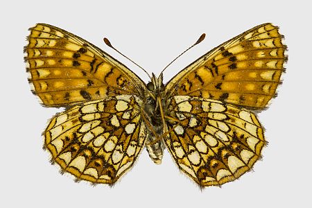 Melitaea diamina