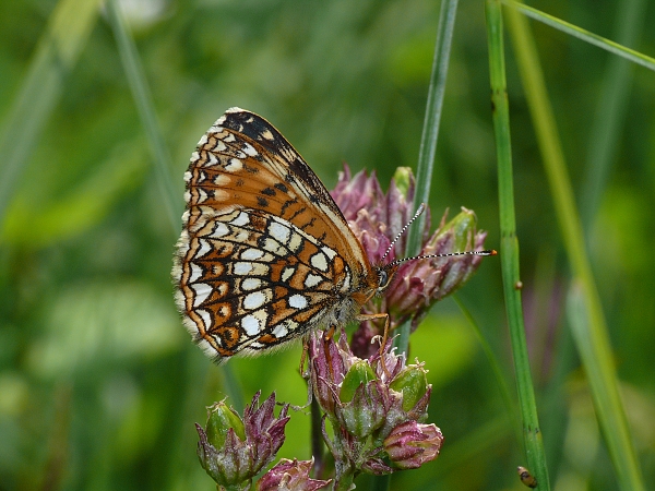 Melitaea diamina