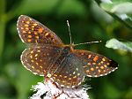 Melitaea diamina