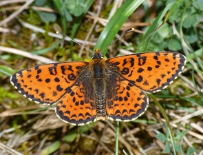 Melitaea didyma