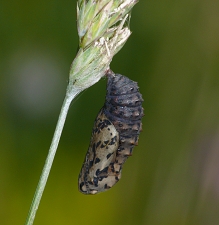 Melitaea didyma