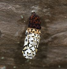 Melitaea didyma