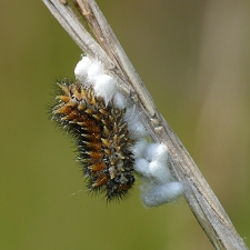 Melitaea didyma