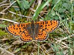 Melitaea didyma