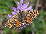 Melitaea didyma