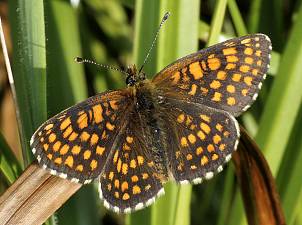 Melitaea neglecta