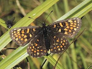 Melitaea neglecta