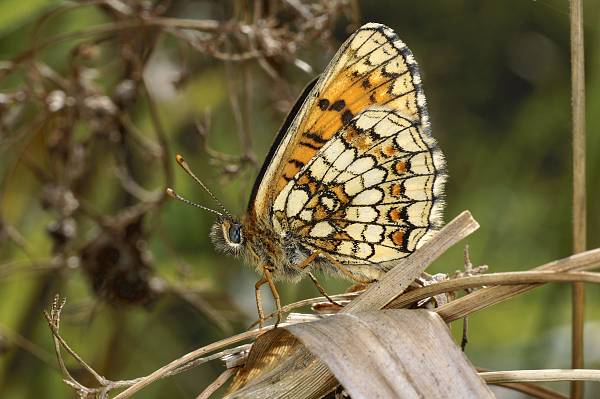 Melitaea neglecta