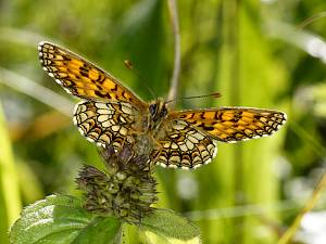 Melitaea neglecta