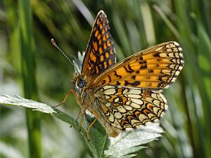 Melitaea neglecta