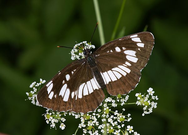 Limenitis reducta