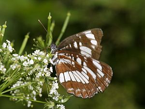 Limenitis reducta