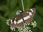 Limenitis reducta