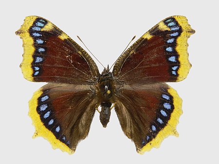 Nymphalis antiopa