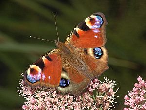 Nymphalis io