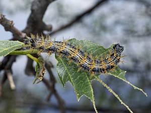 Nymphalis polychloros