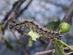 Nymphalis polychloros