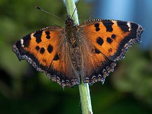 Nymphalis xanthomelas