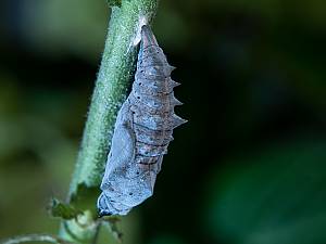 Nymphalis xanthomelas