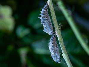 Nymphalis xanthomelas