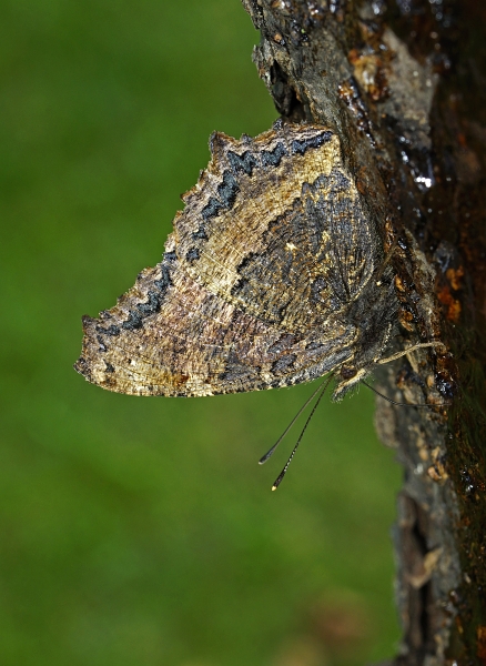 Nymphalis xanthomelas