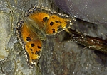 Nymphalis xanthomelas