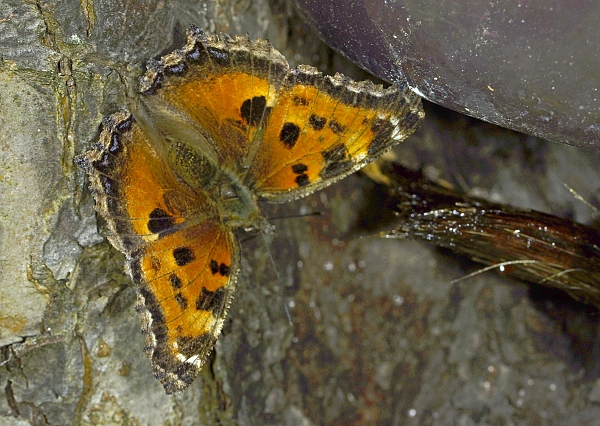 Nymphalis xanthomelas