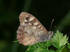 Pararge aegeria