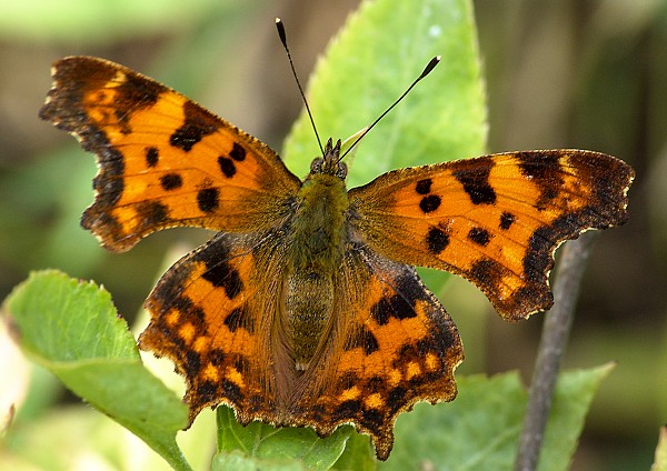 Polygonia c-album