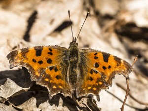 Polygonia c-album