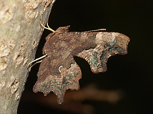 Polygonia c-album