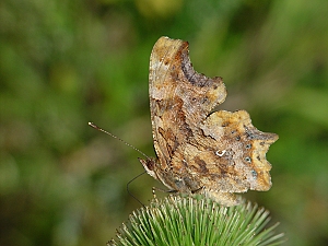 Polygonia c-album