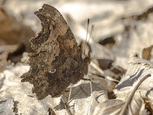 Polygonia c-album