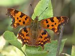 Polygonia c-album