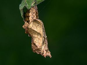 Polygonia c-album