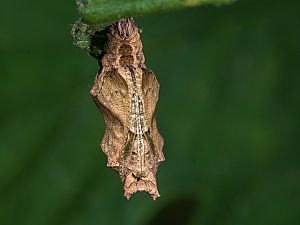 Polygonia c-album