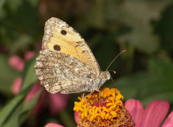 Pseudochazara anthelea