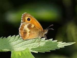 Pyronia tithonus