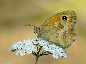 Pyronia tithonus