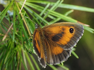 Pyronia tithonus