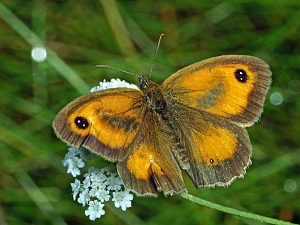 Pyronia tithonus