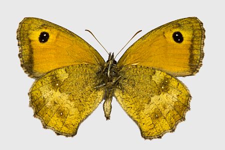 Pyronia tithonus