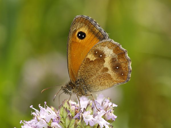 Pyronia tithonus