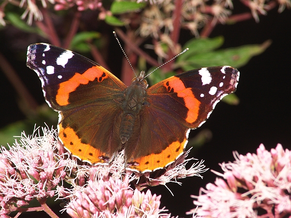 Vanessa atalanta