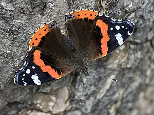 Vanessa atalanta