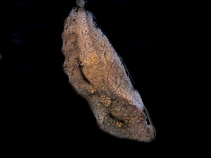 Vanessa atalanta